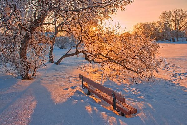 Canada-Manitoba-Winnipeg Hoarfrost at sunrise with bench